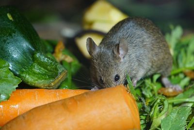 Close-up of mouse eating carrot