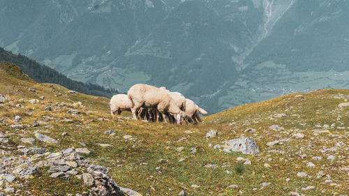 View of sheep on a land