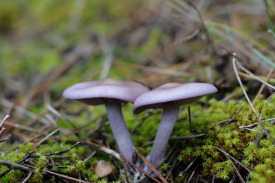 Close-up of mushroom growing on field