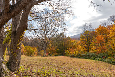 Trees on field against sky during autumn