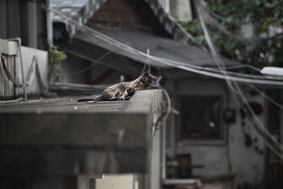Cat relaxing in a building