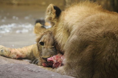 Close-up of lion eating