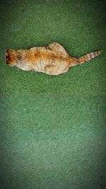 High angle view of ginger cat lying on grass