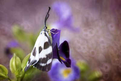 Close-up of butterfly pollinating on purple flower