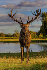 Full length of red deer standing on landscape