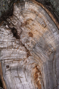 Full frame shot of tree stump