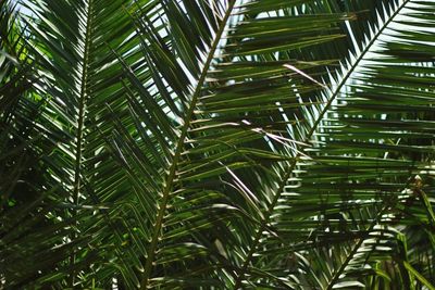 Close-up of palm tree