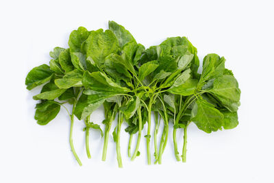 Close-up of green leaves against white background