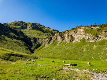 Scenic view of field against clear blue sky