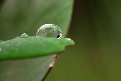 Close-up of raindrops on leaf