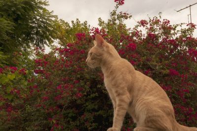 Cat on flower trees against sky