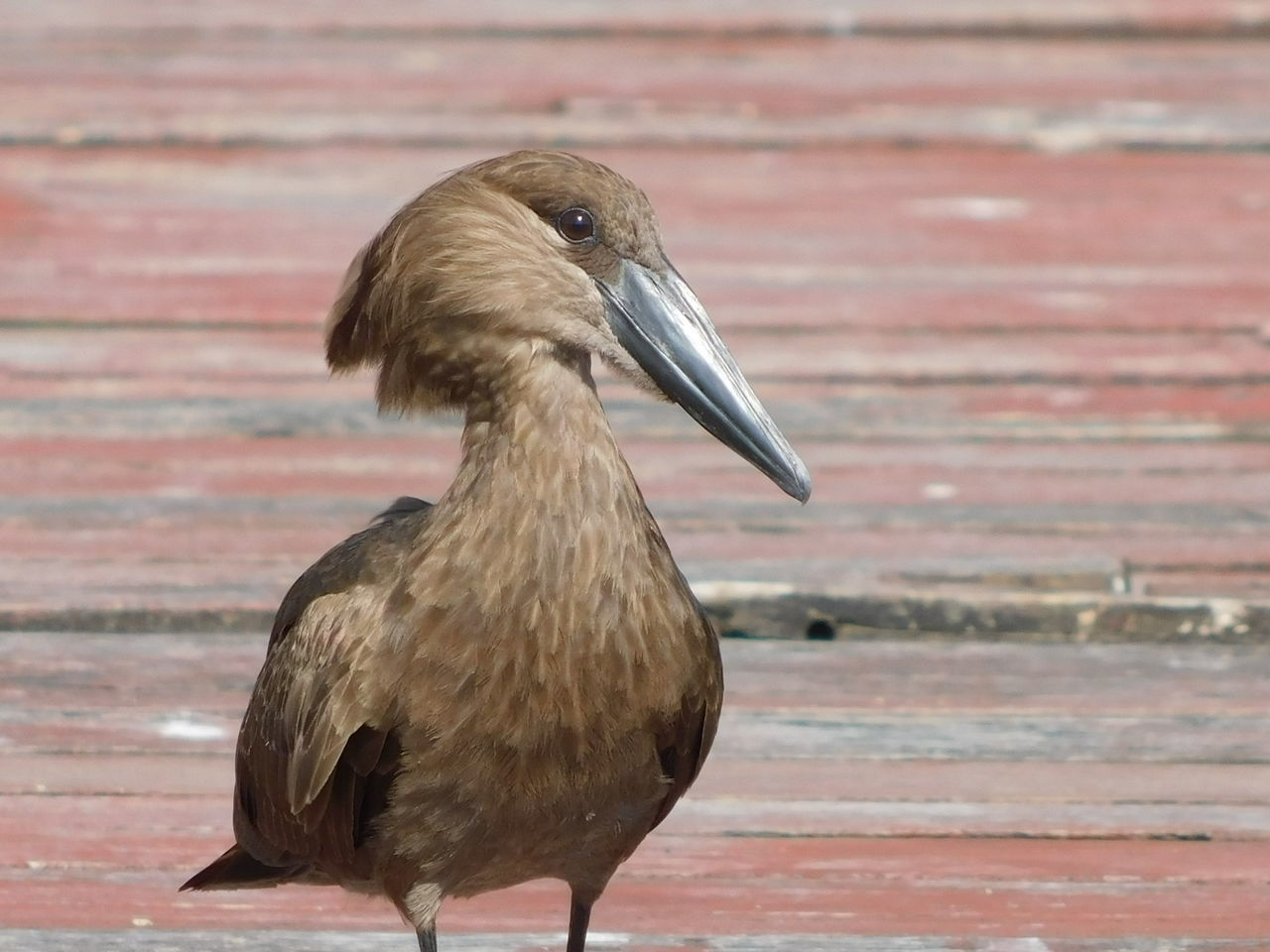 CLOSE-UP OF A BIRD ON THE WALL