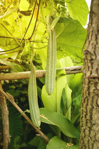 Close-up of insect on plant