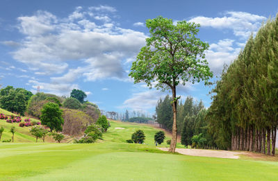 Trees on field against sky