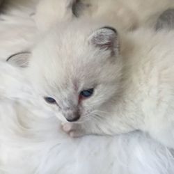 Close-up of white cat