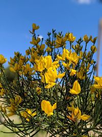 Close-up of yellow flowering plant against clear sky