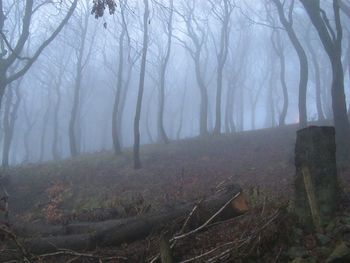 Bare trees in forest