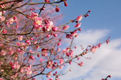 Low angle view of cherry blossoms