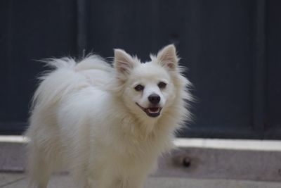 Pomeranian dog looking at camera