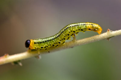 Close-up of insect