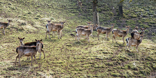 Flock off roe deers 
