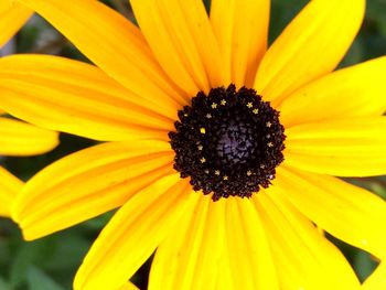 Close-up of black-eyed yellow flower blooming outdoors