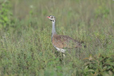 View of bird on field