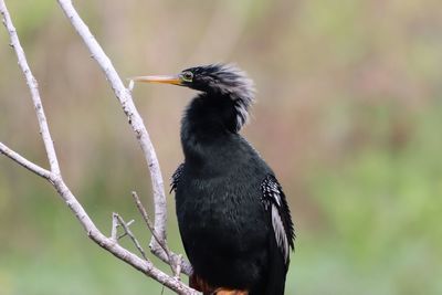 Anhinga perching on tree limb