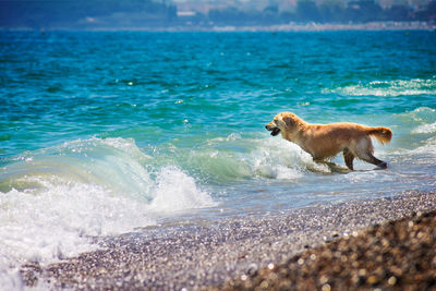 Side view of dog on beach