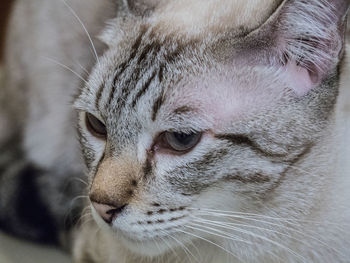 Close-up portrait of cat