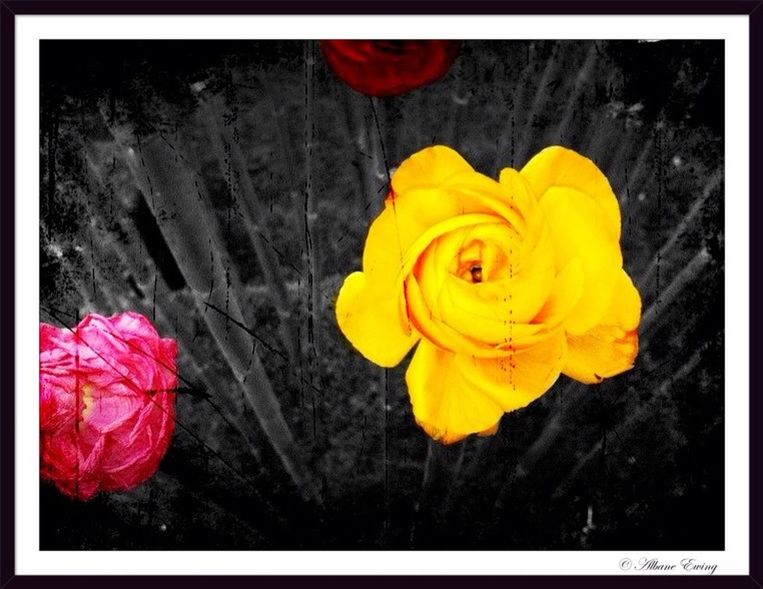 flower, petal, transfer print, flower head, fragility, yellow, freshness, auto post production filter, beauty in nature, close-up, red, rose - flower, nature, blooming, high angle view, single flower, vibrant color, growth, indoors, rose