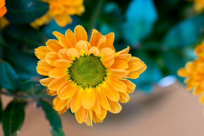 Close-up of yellow flower