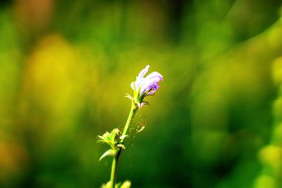 Close-up of purple flowering plant