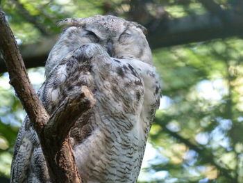 Close-up of an animal