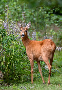 Portrait of an animal on field