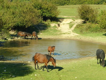 Horses grazing on field by lake