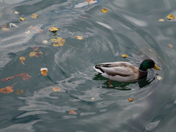 High angle view of ducks swimming in lake