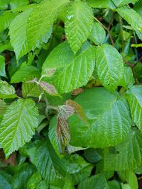 Full frame shot of fresh green leaves