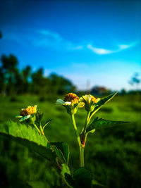 Close-up of flowering plant on field