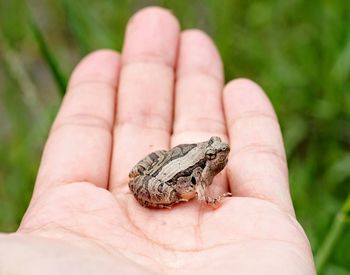 Close-up of human hand holding small