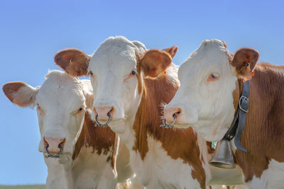 Low angle view of cow against sky
