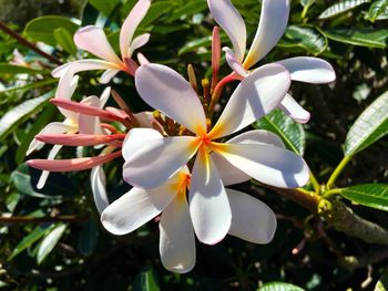 Close-up of white flowering plant