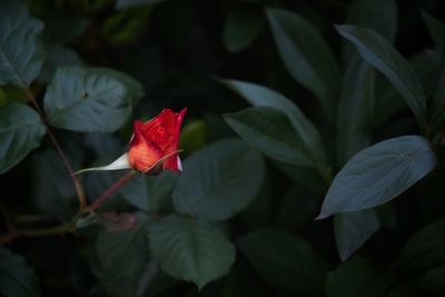 Close-up of red flowering plant