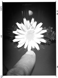 transfer print