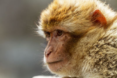 Close-up of a monkey looking away