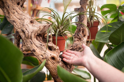 Crop unrecognizable vendor demonstrating tropical plant in pot between rough trunks at work in garden shop