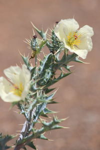 Close-up of thorny white flowering plant growing outdoors
