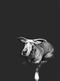 Close-up of a dog over black background