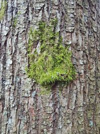 Close-up of moss growing on tree trunk