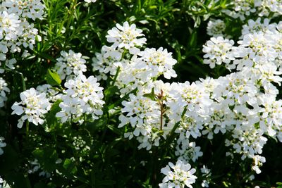 Close-up of white flowers blooming outdoors